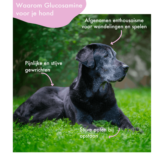 Heup & Gewricht - FestyBites®