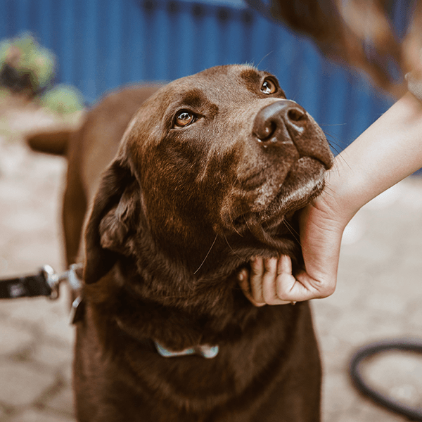 De liefde voor huisdieren in Nederland: een diepgaande blik op de cijfers - FestyBites®