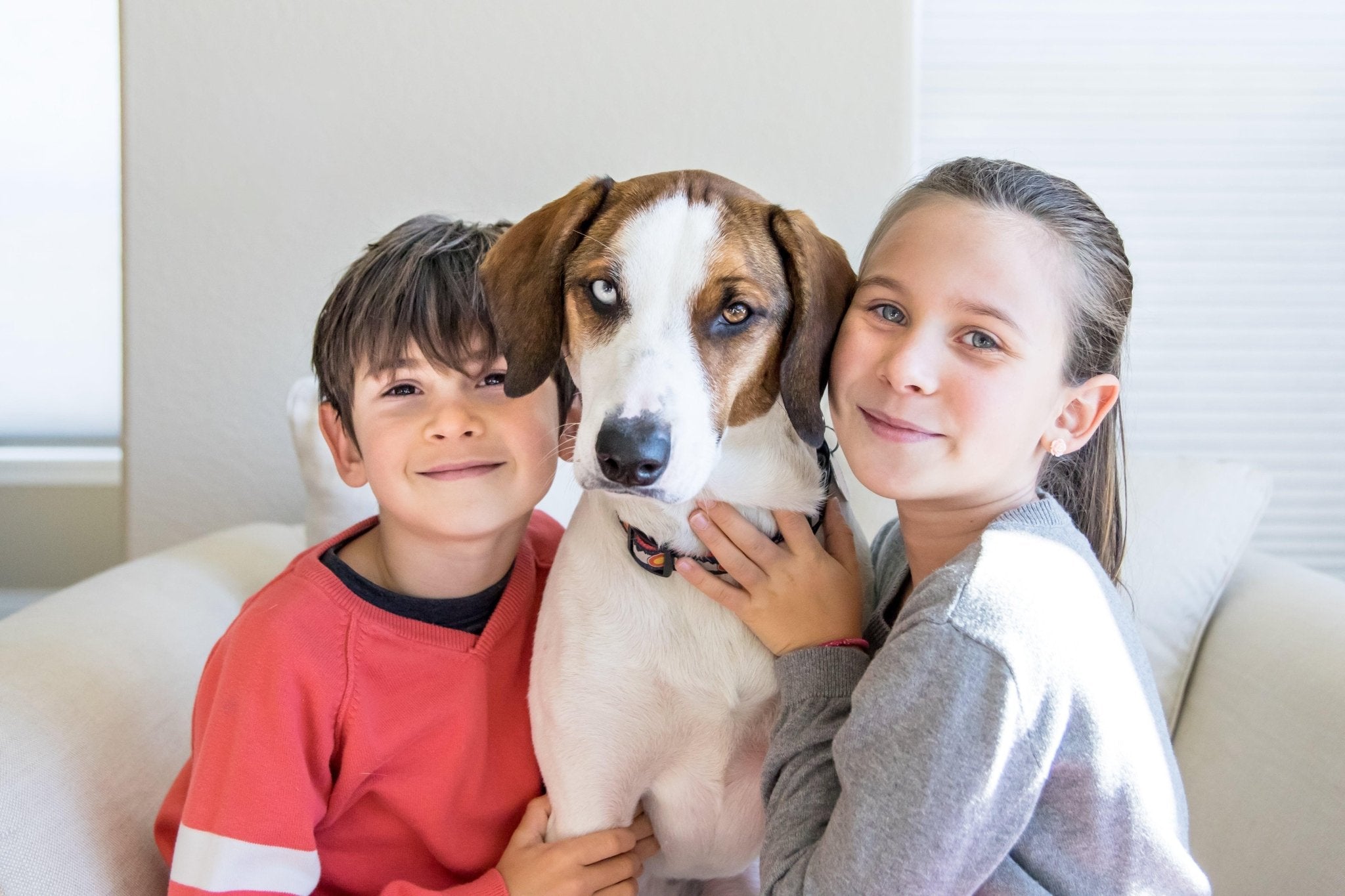 De toegevoegde waarde van supplementen voor jouw hond - FestyBites®