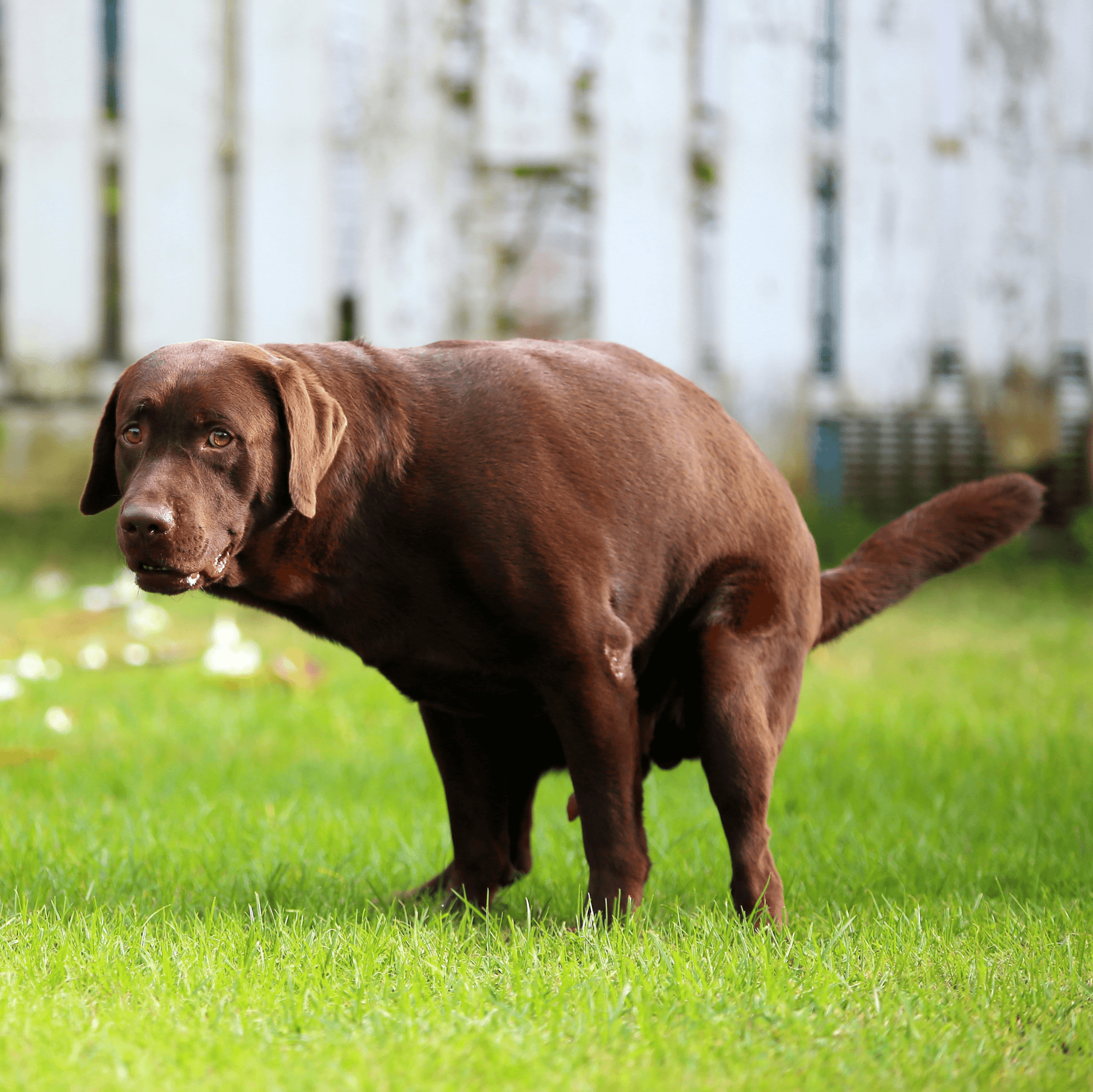 Help! Mijn hond heeft last van diarree, braken, winderigheid en een onregelmatige ontlasting. - FestyBites®