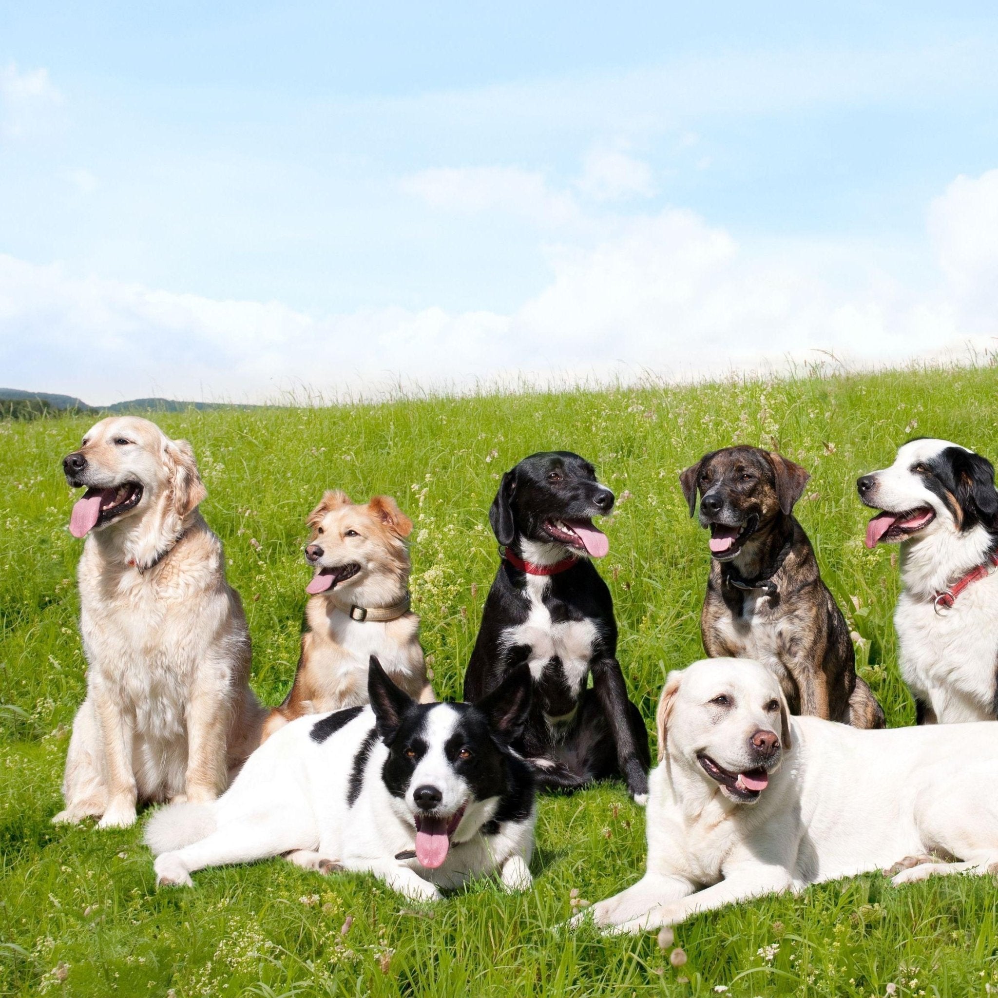 Het belang van Probiotica voor honden - FestyBites®