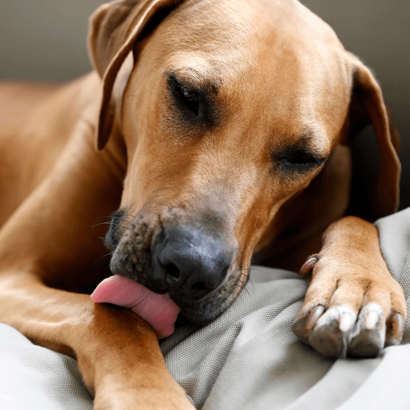 Mijn hond likt aan zijn poot! Hoe komt dit en hoe kan ik het oplossen? - FestyBites®