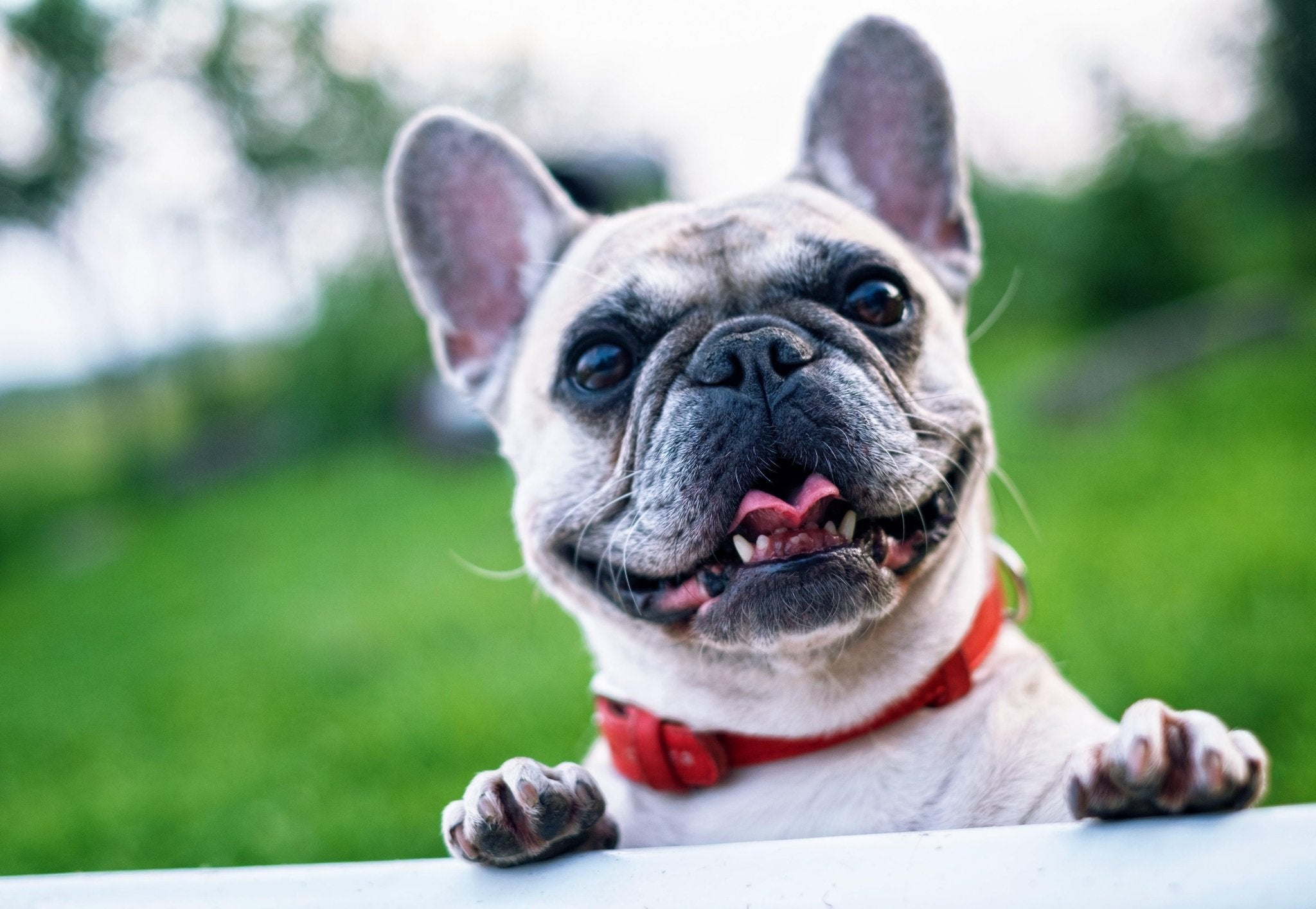 Voedselallergieën bij honden: wat je moet weten - FestyBites®