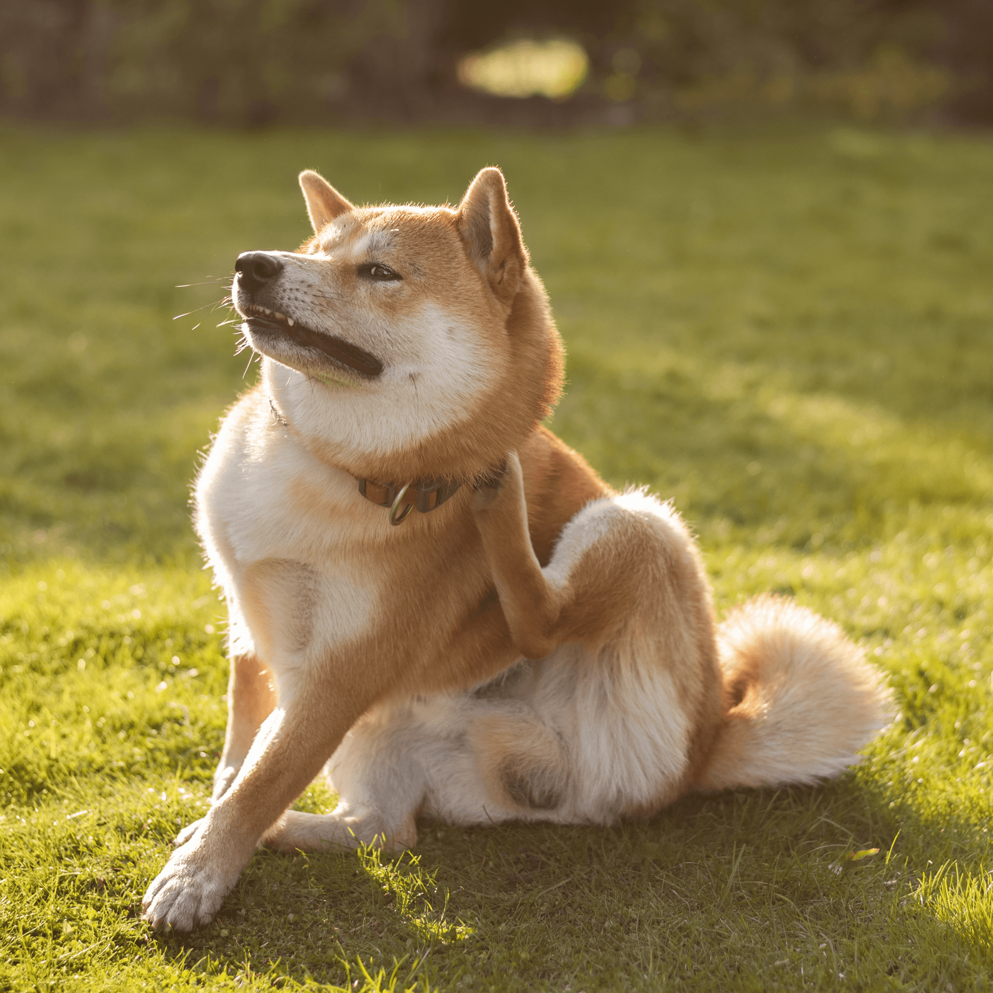 Wat helpt jouw hond tegen jeuk? - FestyBites®