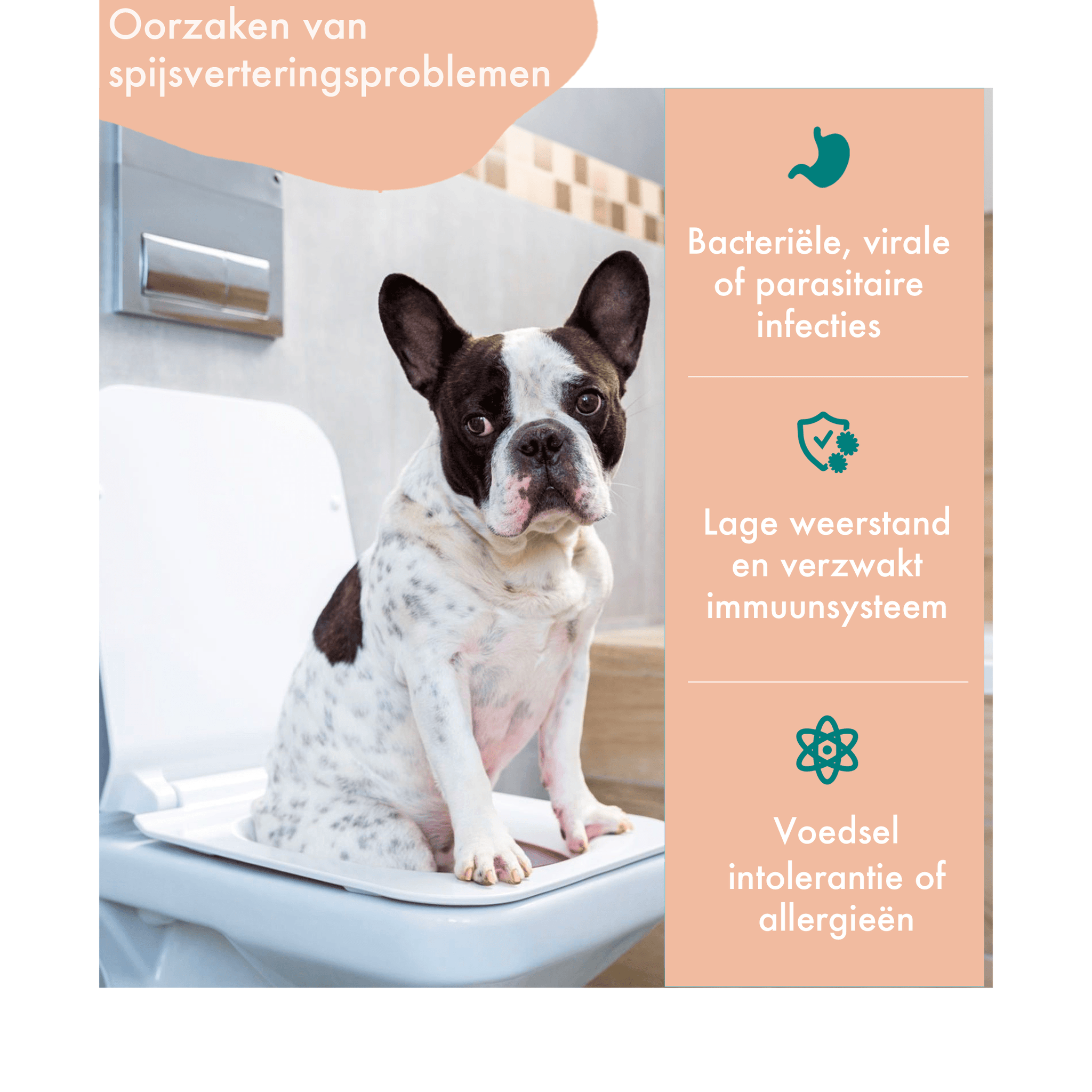 Probiotica hond - Kipsmaak - 30 snoepjes - FestyBites® 