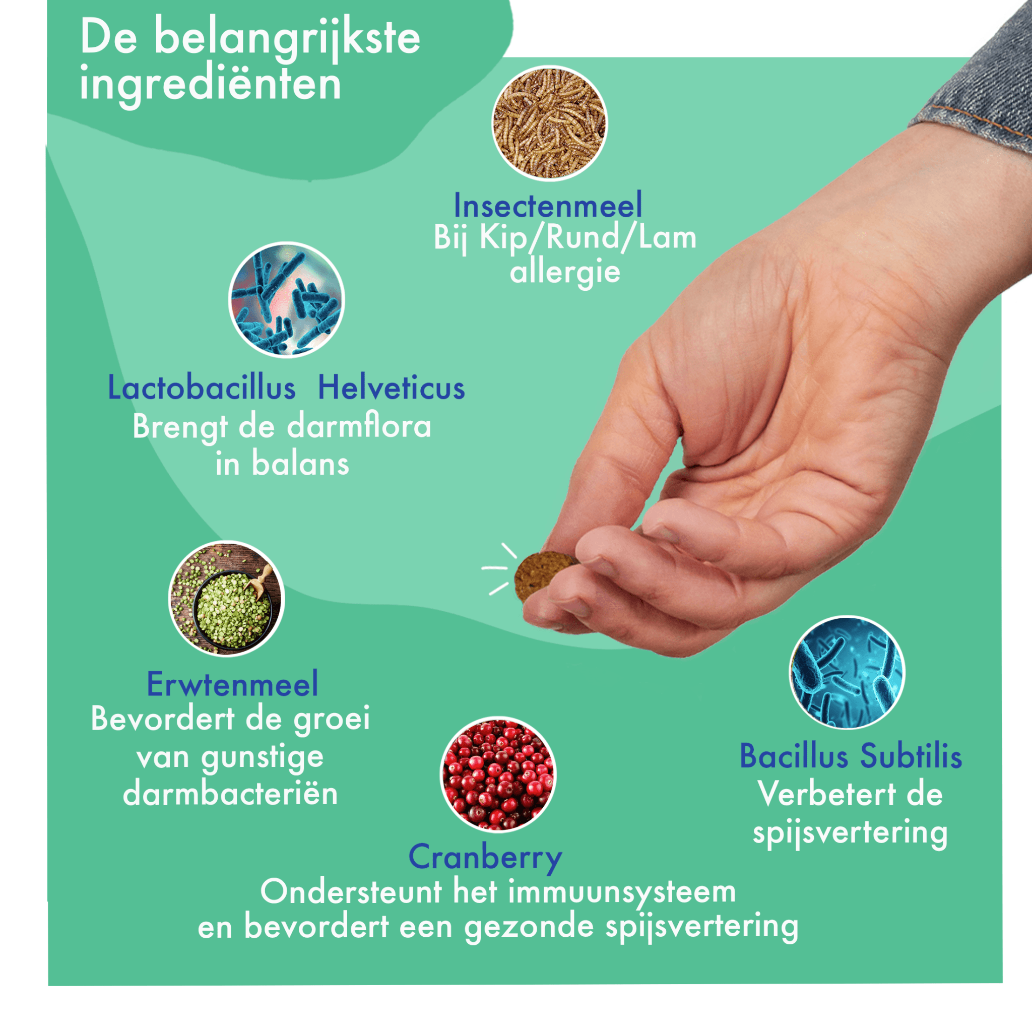 Probiotica - Vleesvrij - 30 snoepjes - FestyBites®